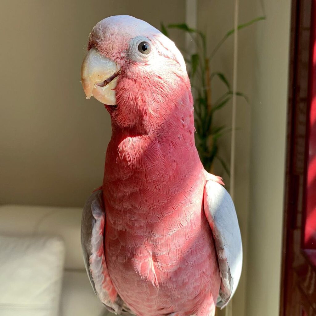 rose breasted cockatoo female